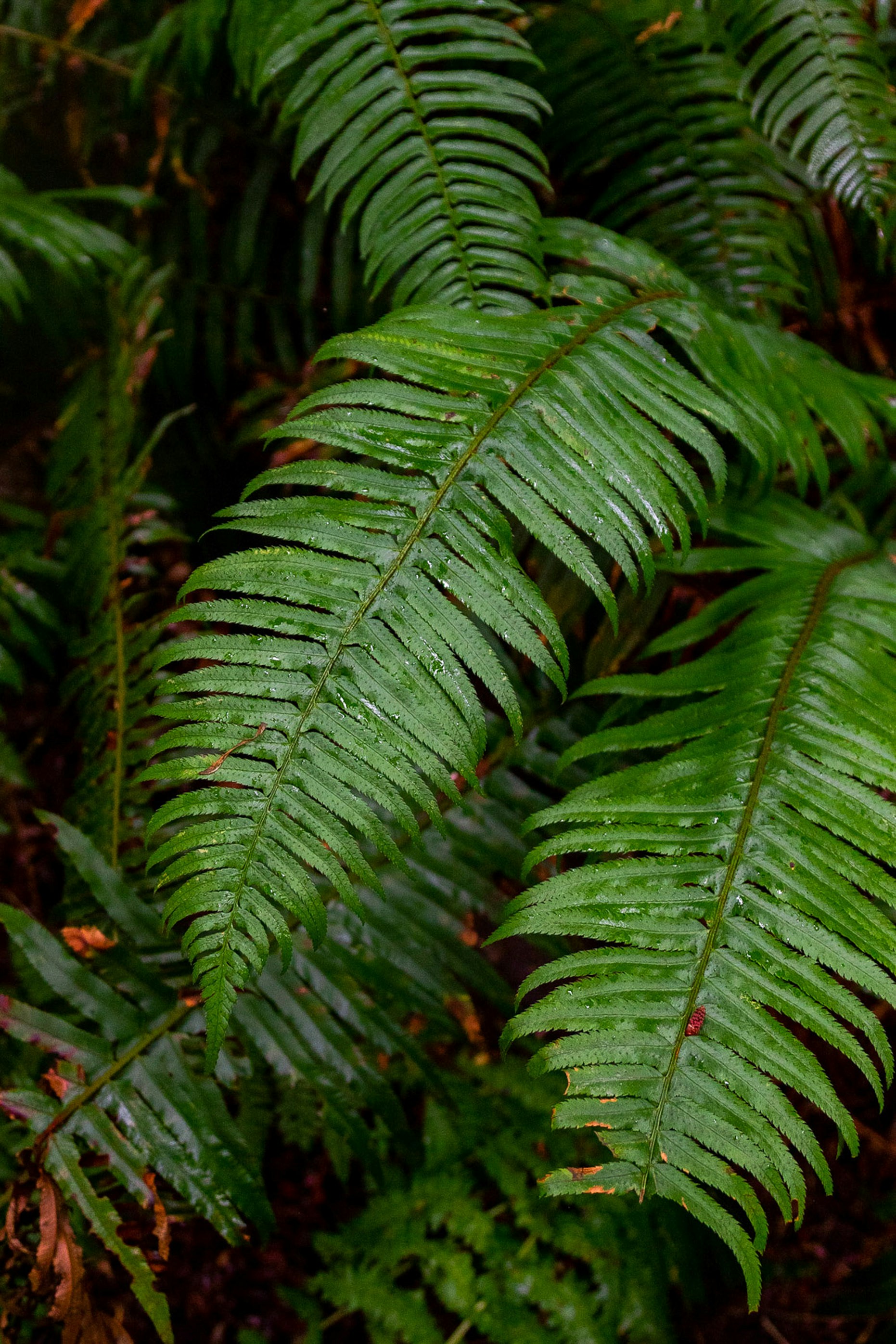 Image of leaf
